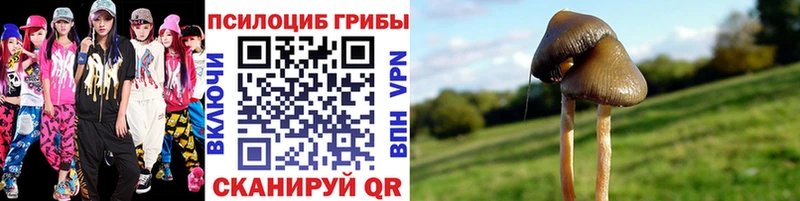 закладка  Змеиногорск  ОМГ ОМГ ТОР  Псилоцибиновые грибы Psilocybine cubensis 